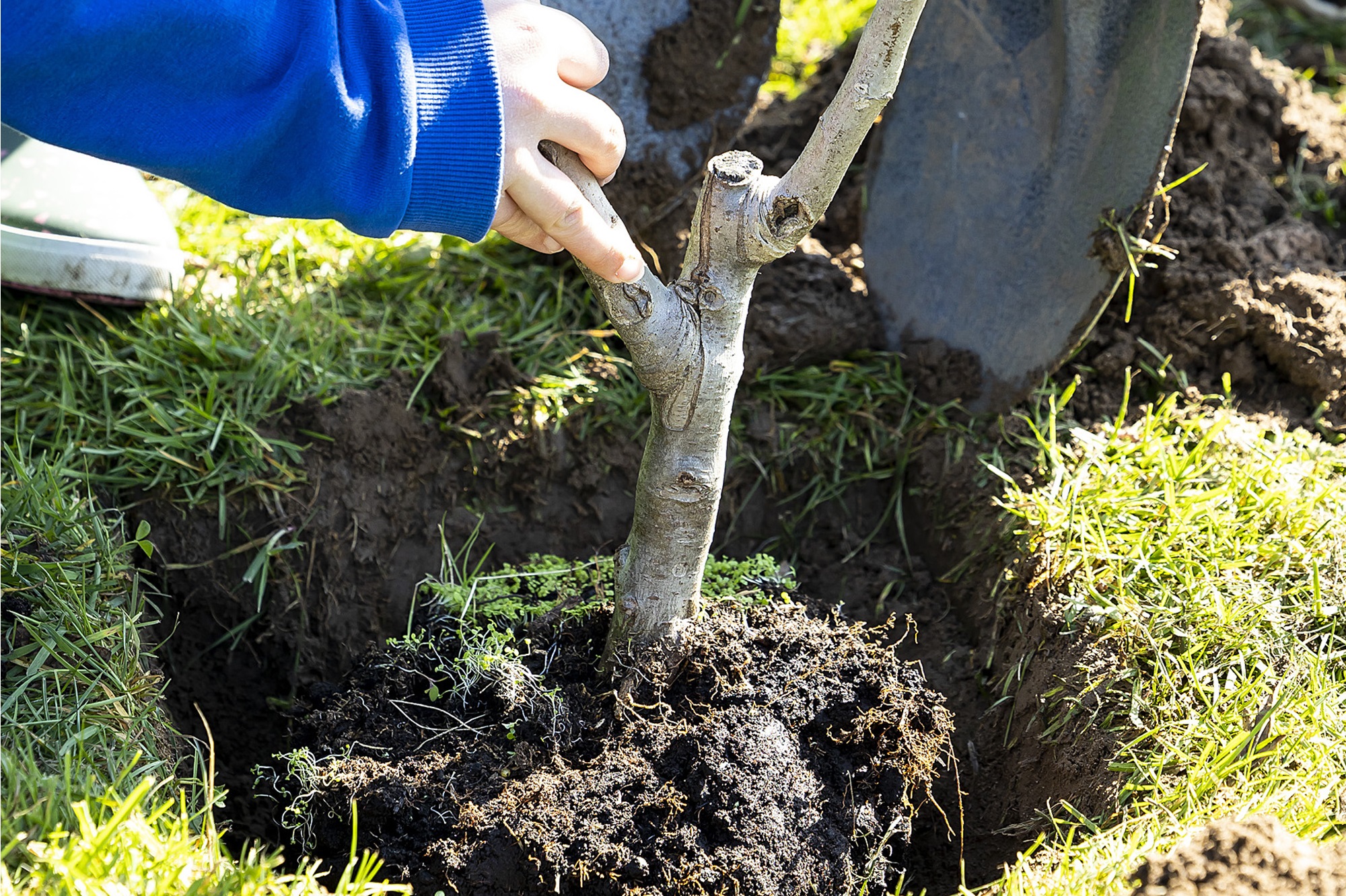Close-up of a sapling being lowered into the ground