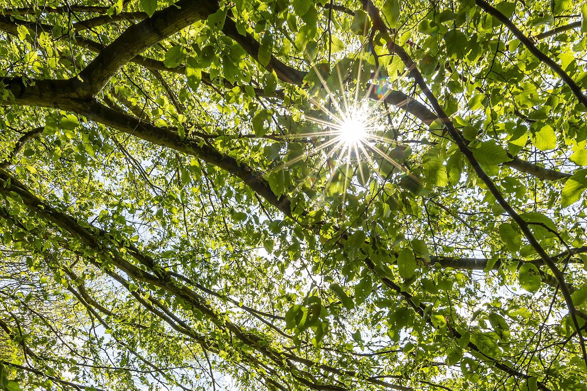sunlight breaking through a tree cover on a clear summer day