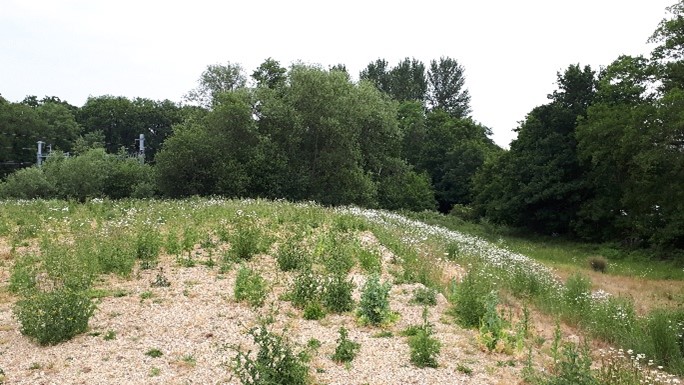 Photo of land to be transferred