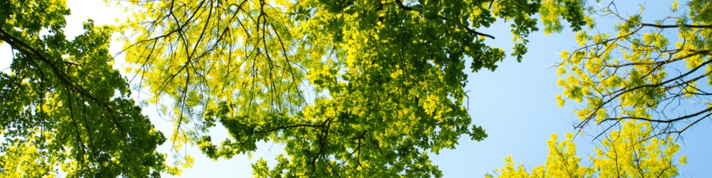 Project: Ruscombe Neighbourhood Plan | Wokingham Borough Council